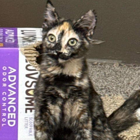 Latte Butts, an adoptable Domestic Medium Hair in Eagle Mountain, UT, 84005 | Photo Image 1