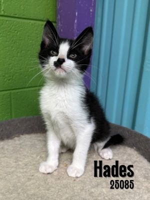 Hades Domestic Short Hair Cat