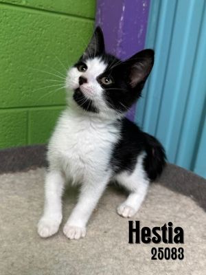 Hestia Domestic Short Hair Cat