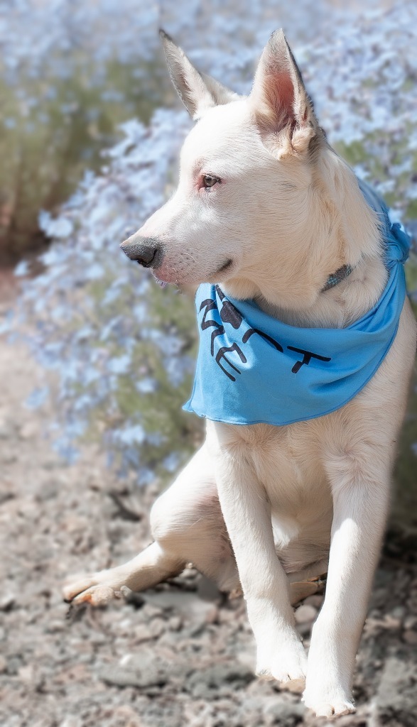 Sparky, an adoptable Australian Cattle Dog / Blue Heeler in Hot Springs, SD, 57747 | Photo Image 2