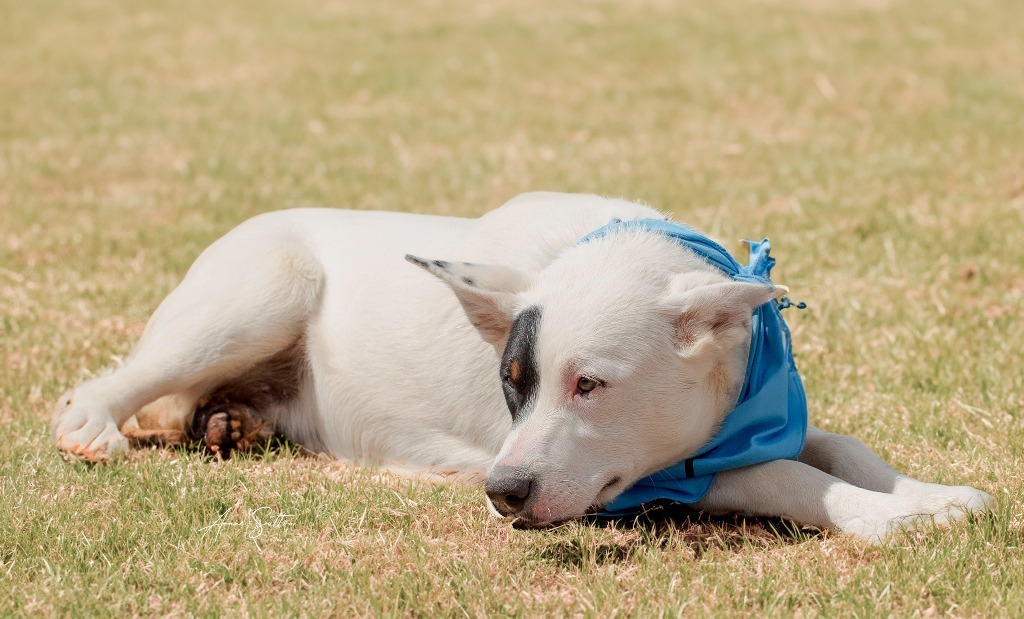 Sparky, an adoptable Australian Cattle Dog / Blue Heeler in Hot Springs, SD, 57747 | Photo Image 3