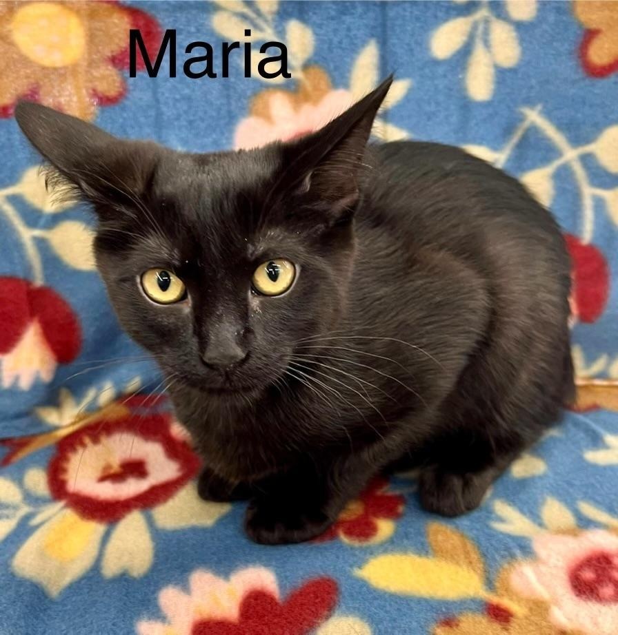 Maria, an adoptable Domestic Short Hair in Hoover , AL, 35226 | Photo Image 1