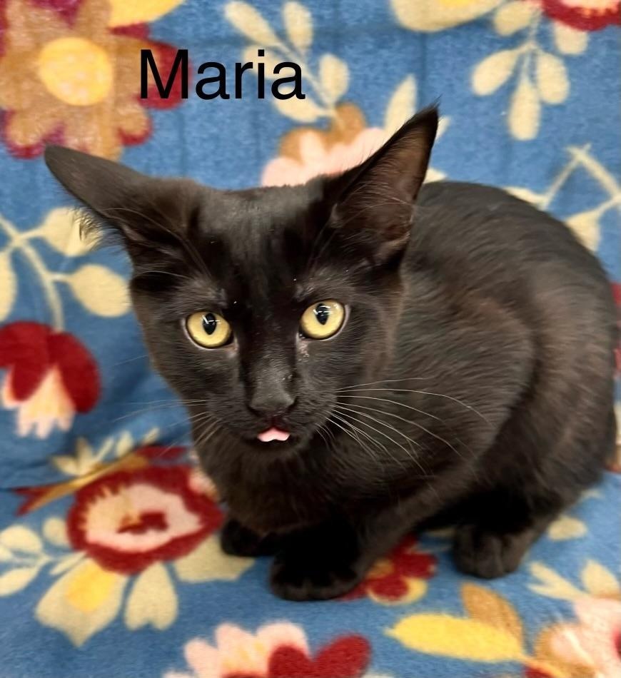 Maria, an adoptable Domestic Short Hair in Hoover , AL, 35226 | Photo Image 3