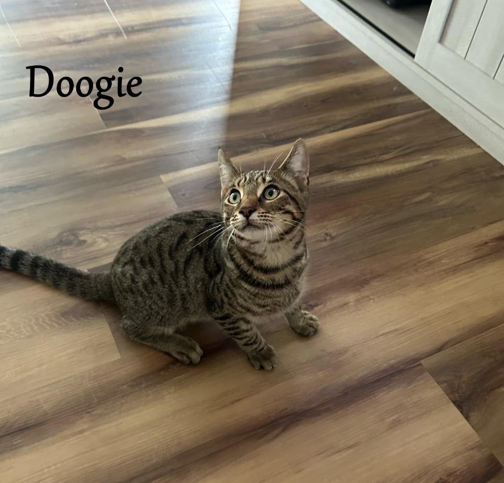 Doogie