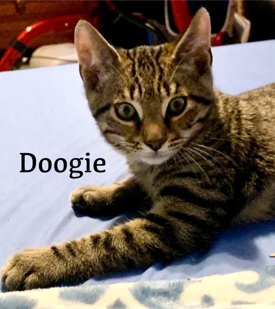 Doogie