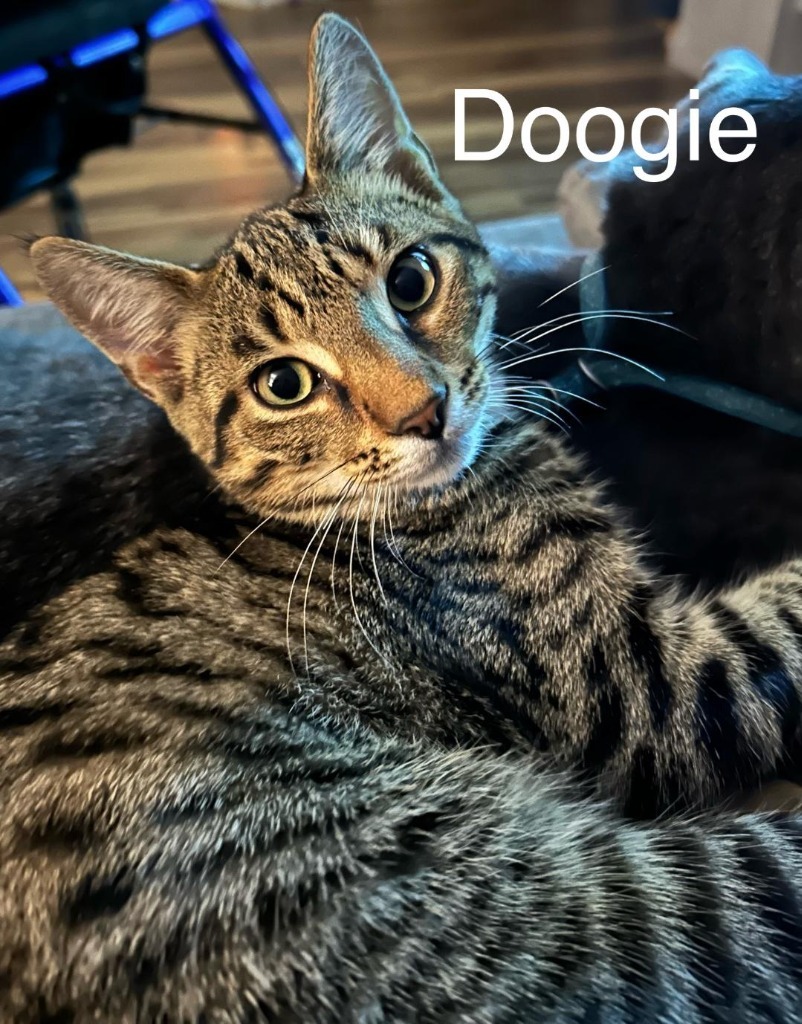 Doogie