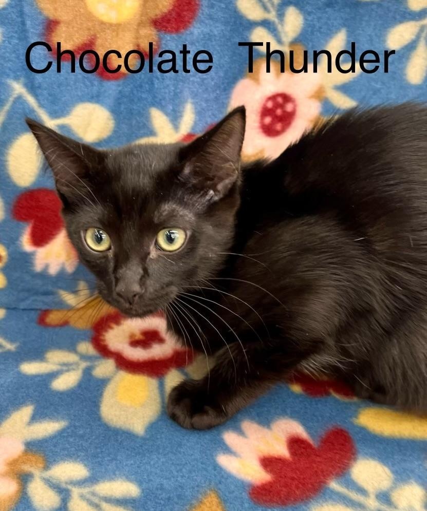 Chocolate Thunder