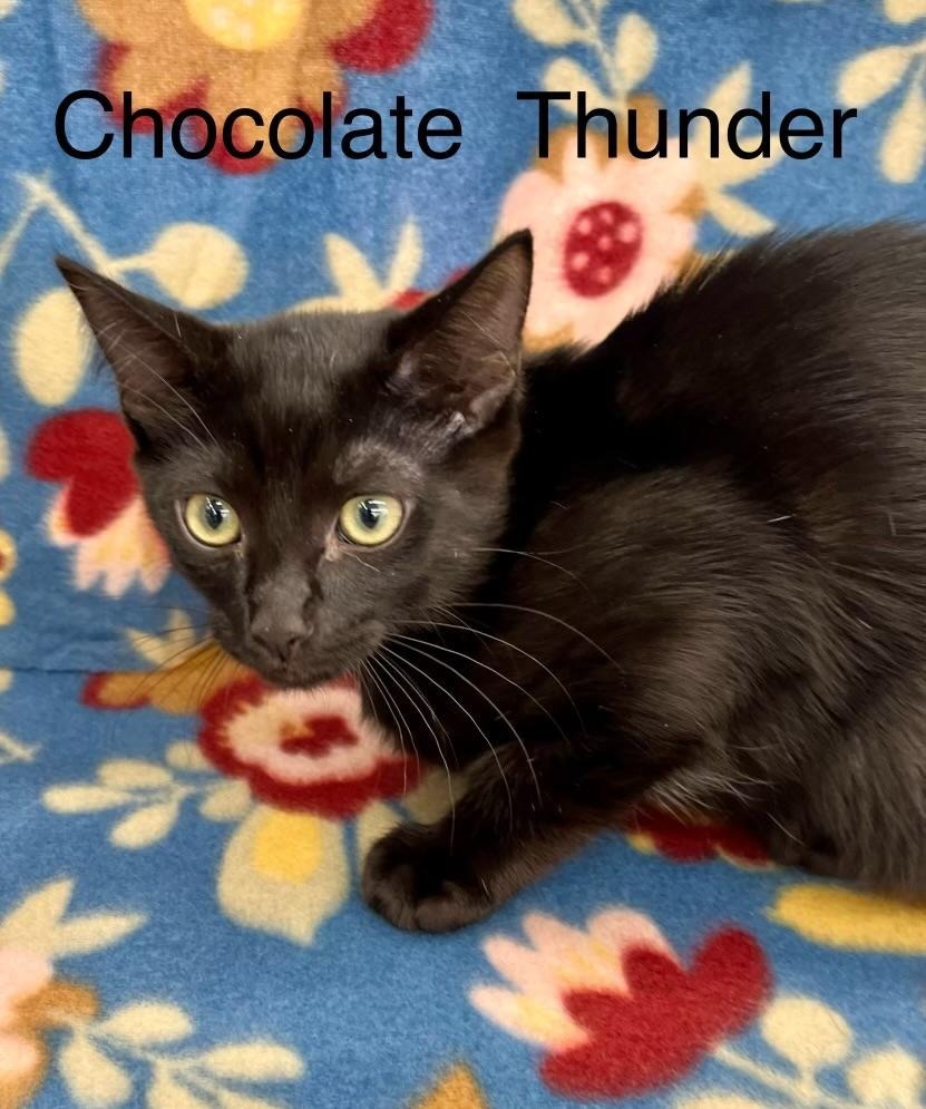 Chocolate Thunder, an adoptable Domestic Short Hair in Hoover , AL, 35226 | Photo Image 1