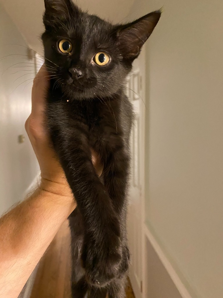 Chocolate Thunder, an adoptable Domestic Short Hair in Hoover , AL, 35226 | Photo Image 2