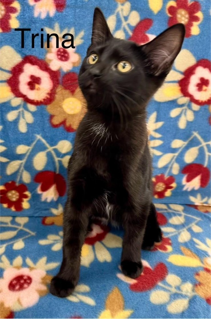 Trina, an adoptable Domestic Short Hair in Hoover , AL, 35226 | Photo Image 1