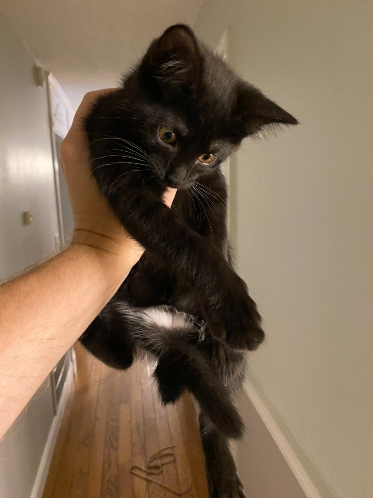 Trina, an adoptable Domestic Short Hair in Hoover , AL, 35226 | Photo Image 2