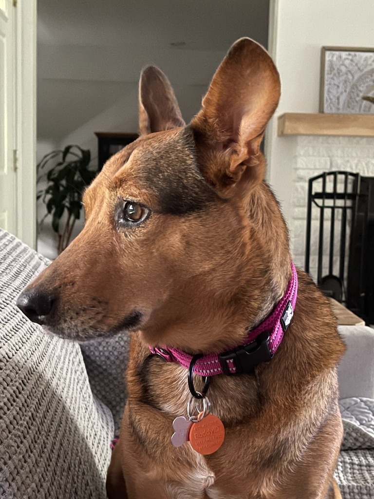 Suri, an adoptable Mixed Breed in San Juan de Abajo, NAY, 63732 | Photo Image 1