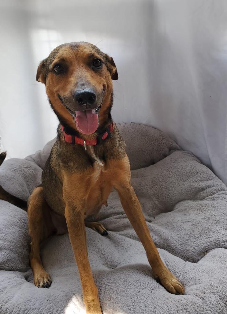 Suri, an adoptable Mixed Breed in San Juan de Abajo, NAY, 63732 | Photo Image 2