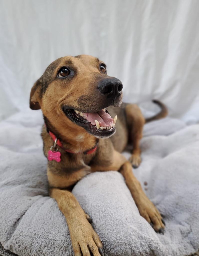 Suri, an adoptable Mixed Breed in San Juan de Abajo, NAY, 63732 | Photo Image 3