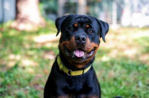 Two year old Axel is a happy confident Rottie looking for a forever home after his owner abandoned 