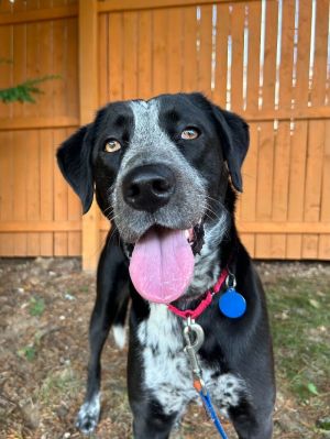 Meet Lobo a striking 35-year-old Lab-Pointer mix whose black and white coat turns heads wherever h