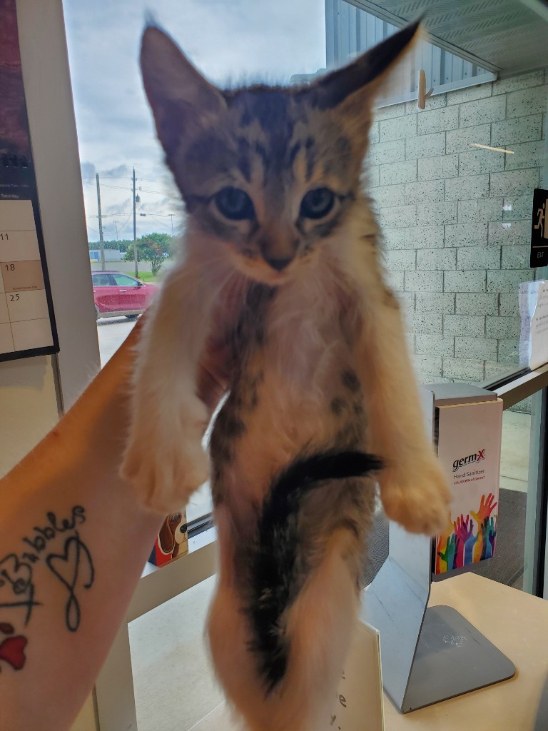 Georgia, an adoptable Domestic Short Hair in Bossier City, LA, 71111 | Photo Image 1