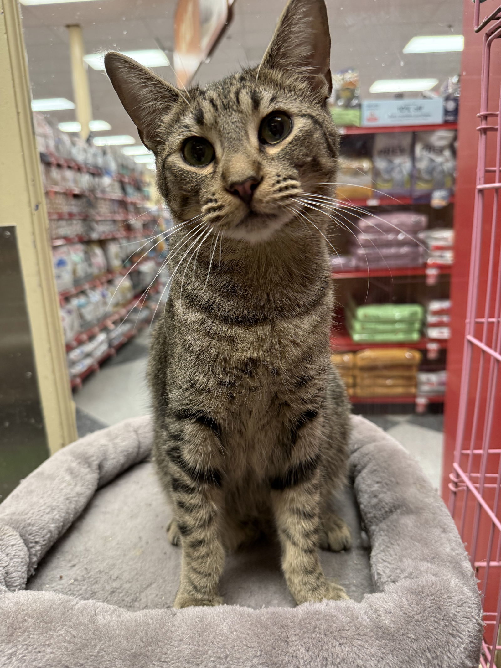 Sebastian (Napa Petco), an adoptable Bengal, Domestic Short Hair in Napa, CA, 94558 | Photo Image 4