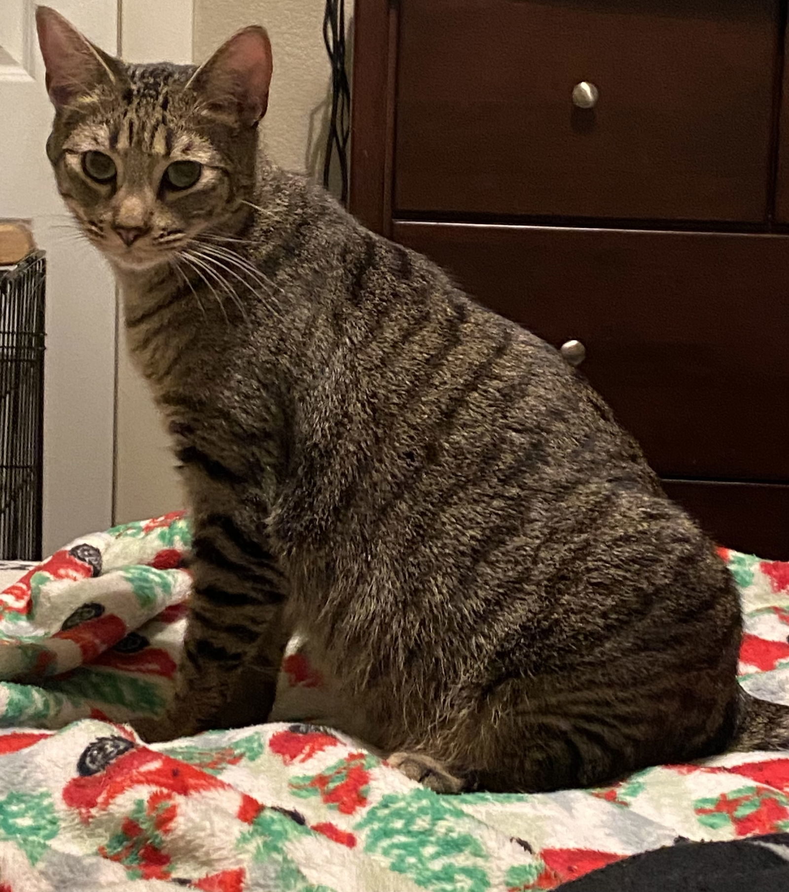 Sebastian (Napa Petco), an adoptable Bengal, Domestic Short Hair in Napa, CA, 94558 | Photo Image 4