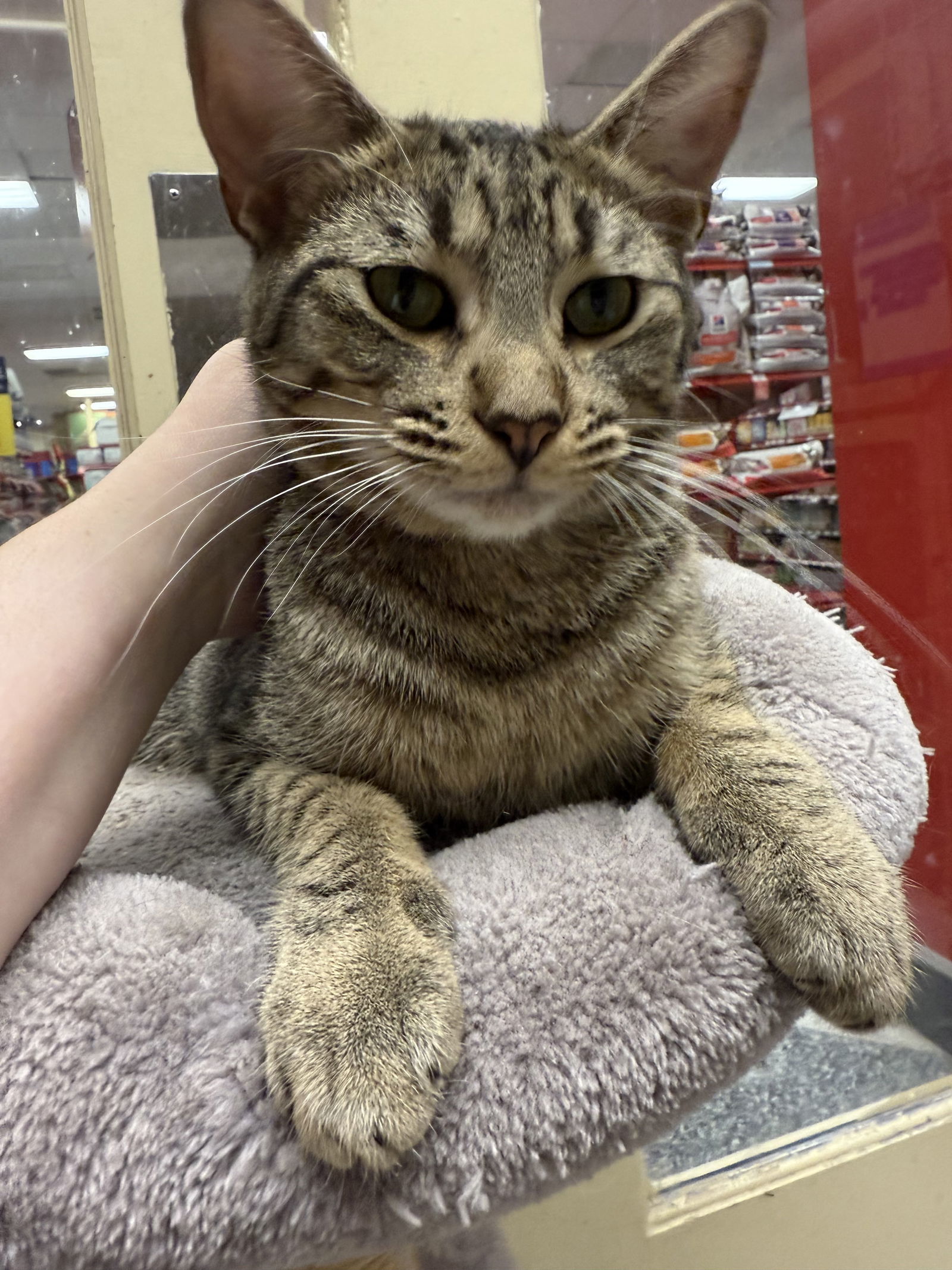 Sebastian (Napa Petco), an adoptable Bengal, Domestic Short Hair in Napa, CA, 94558 | Photo Image 5