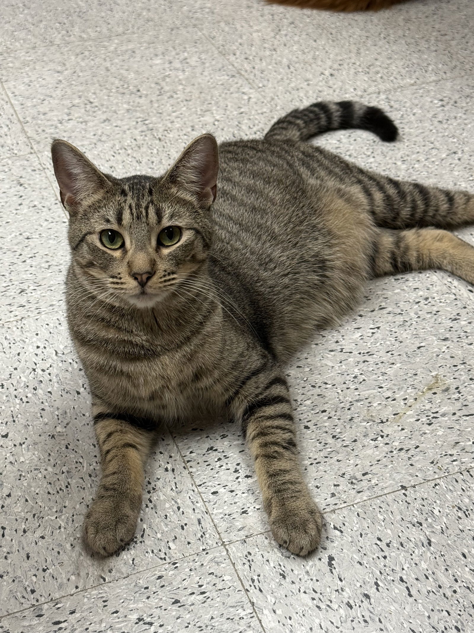 Sebastian (Napa Petco), an adoptable Bengal, Domestic Short Hair in Napa, CA, 94558 | Photo Image 6