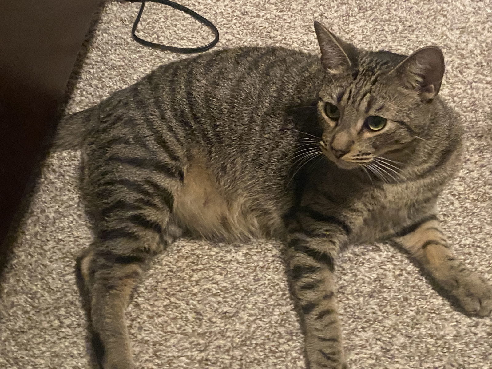 Sebastian (Napa Petco), an adoptable Bengal, Domestic Short Hair in Napa, CA, 94558 | Photo Image 6