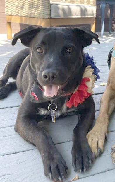 Nori, an adoptable Labrador Retriever in Winter Park, CO, 80482 | Photo Image 1