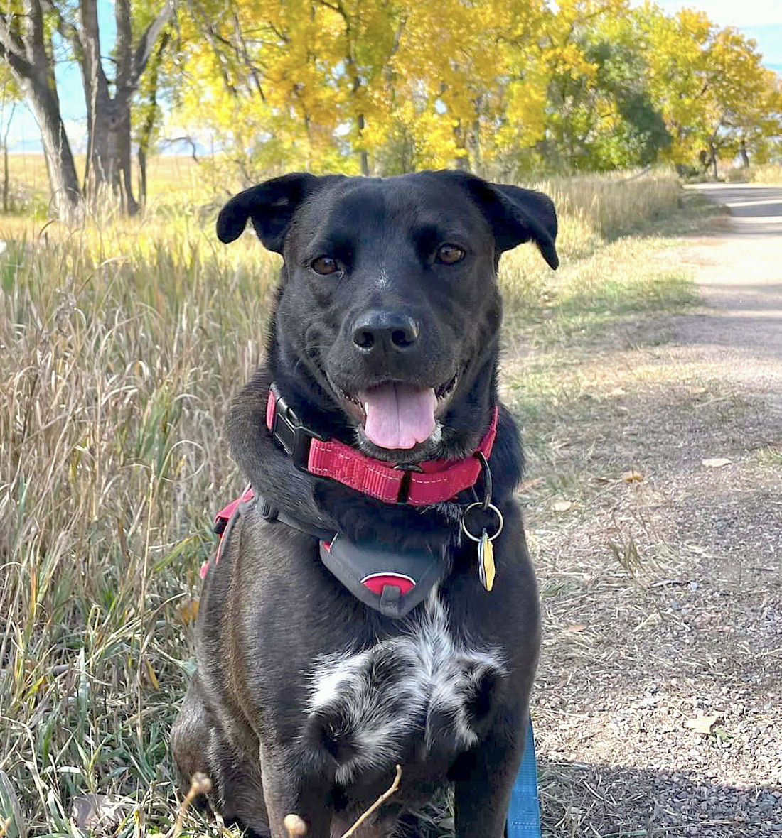 Nori, an adoptable Labrador Retriever in Winter Park, CO, 80482 | Photo Image 1