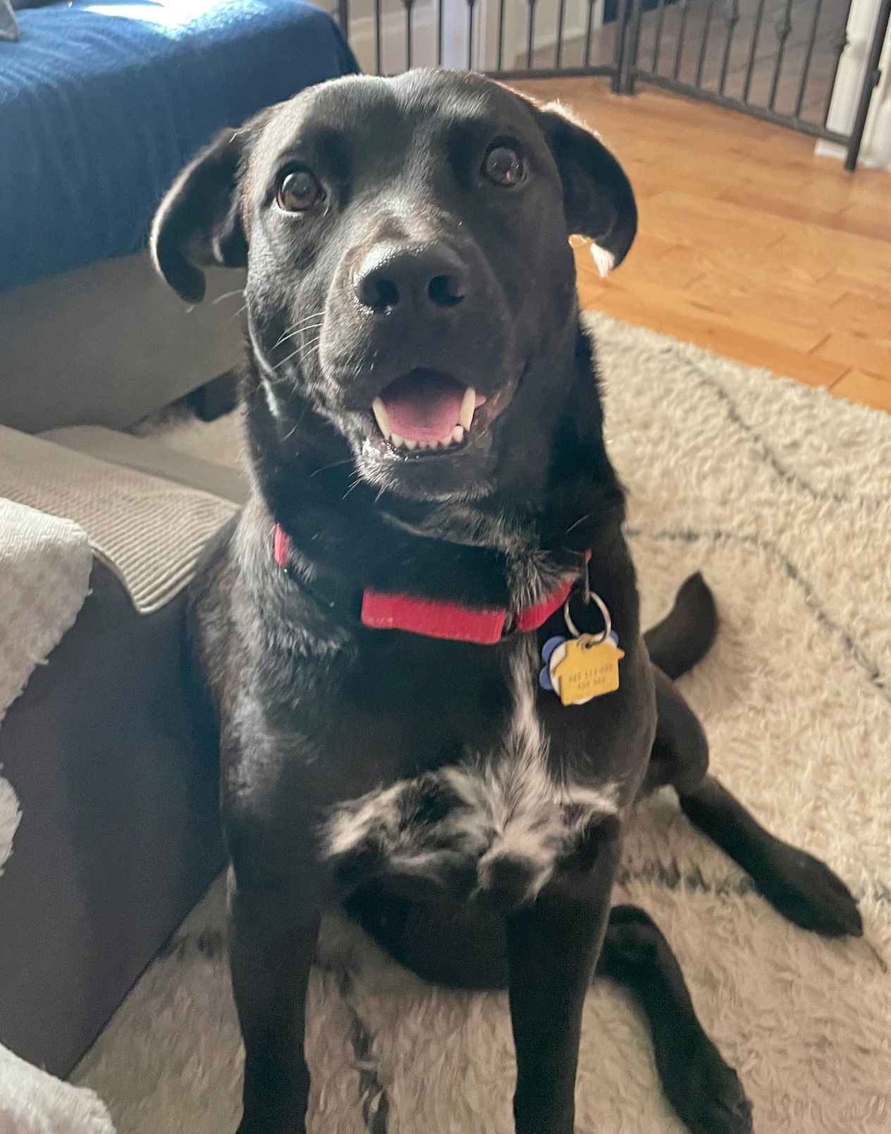 Nori, an adoptable Labrador Retriever in Winter Park, CO, 80482 | Photo Image 1
