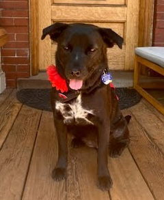 Nori, an adoptable Labrador Retriever in Winter Park, CO, 80482 | Photo Image 2