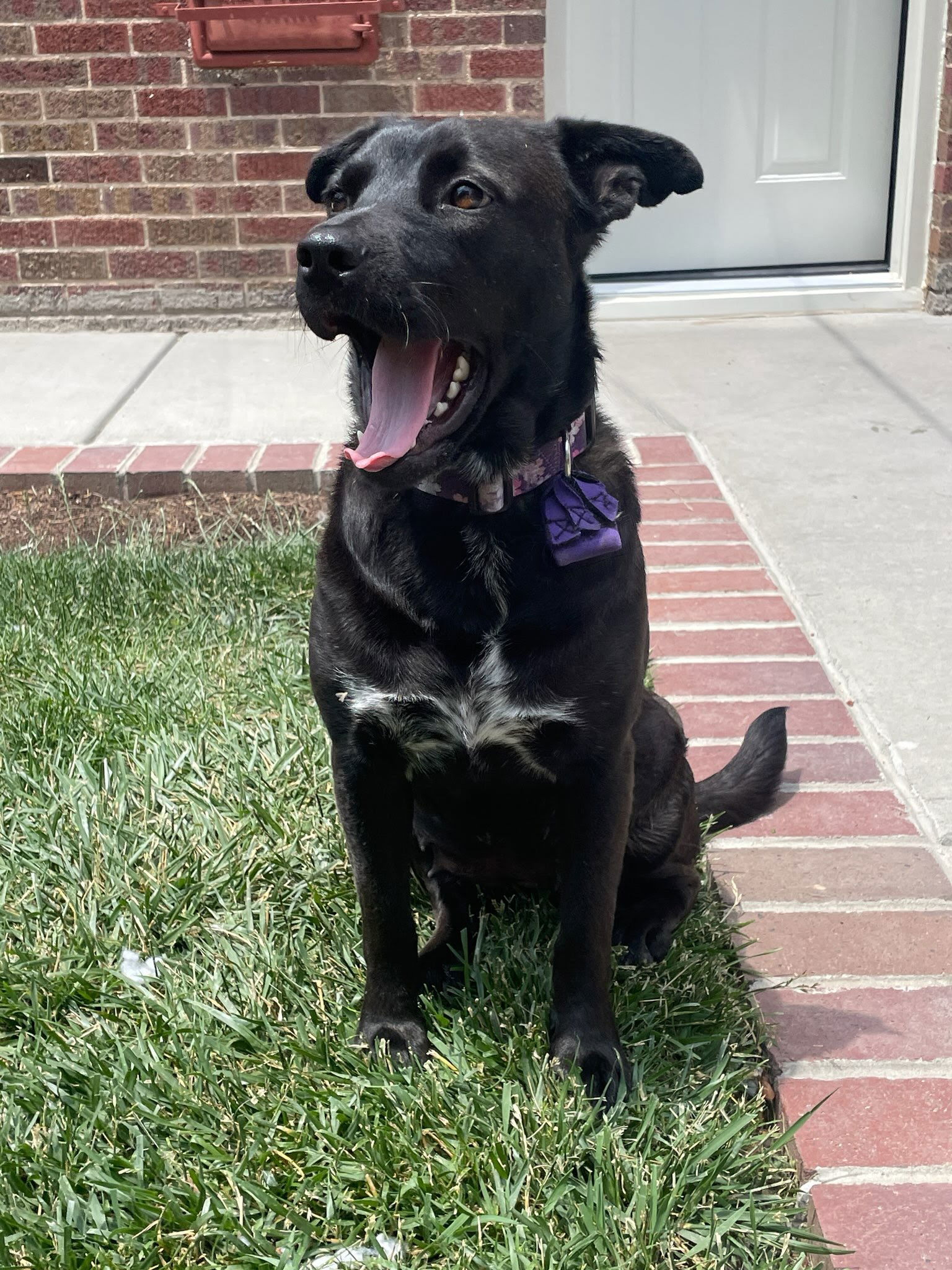 Nori, an adoptable Labrador Retriever in Winter Park, CO, 80482 | Photo Image 3