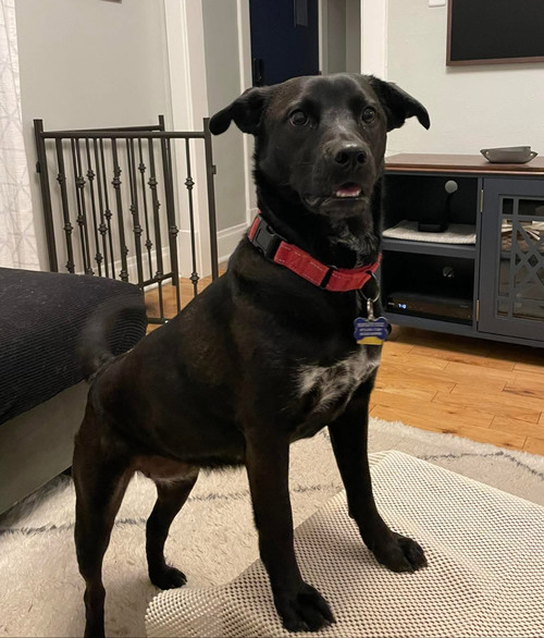 Nori, an adoptable Labrador Retriever in Winter Park, CO, 80482 | Photo Image 3