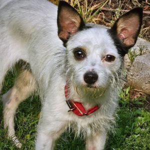 Gentle as a summers breeze sweet Sky is a 1-year-old rat terrier wire-haired Jack Russell mix wh