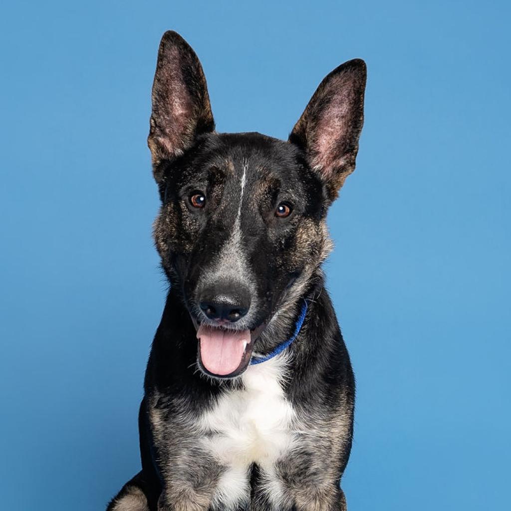 Woofstock