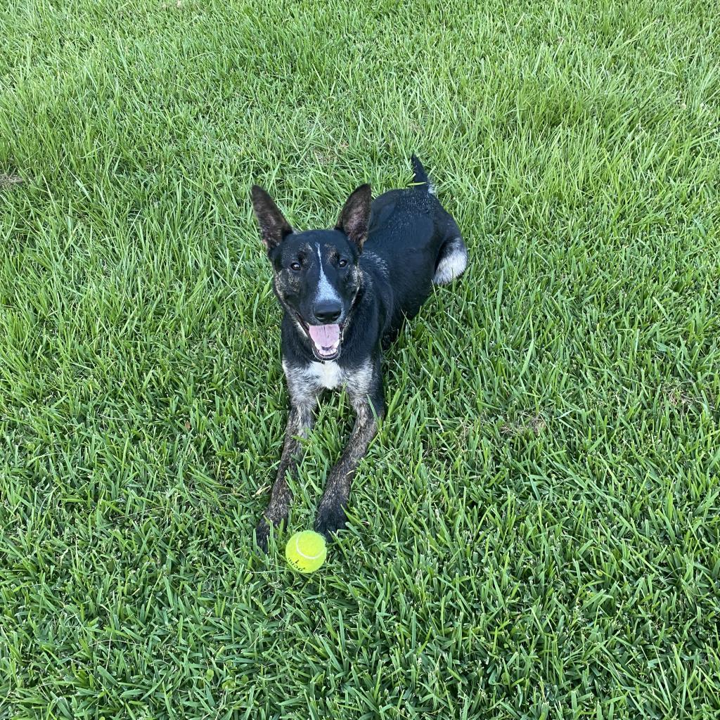 Woofstock