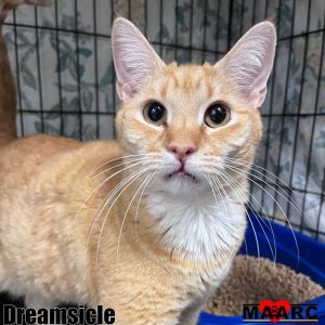 Dreamsicle the 7-year-old orange and white feline charmer exudes warmth and joy His vibrant coat 
