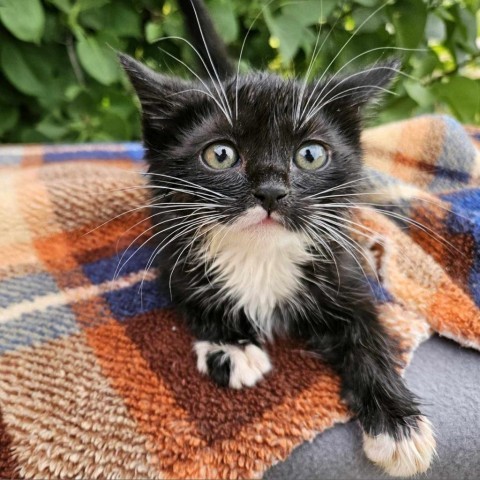 Hopie (Hopee), an adoptable Domestic Short Hair in Garden City, KS, 67846 | Photo Image 1