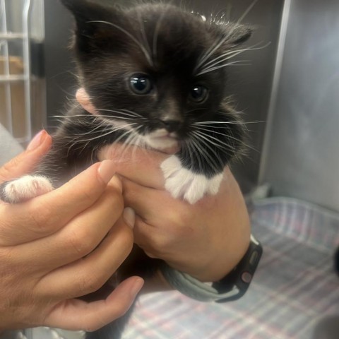 Hopie (Hopee), an adoptable Domestic Short Hair in Garden City, KS, 67846 | Photo Image 2