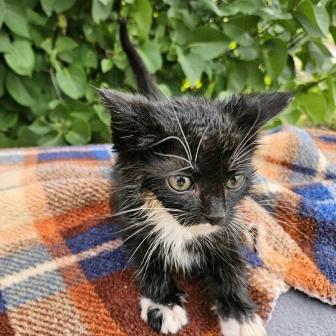 Hopie (Hopee), an adoptable Domestic Short Hair in Garden City, KS, 67846 | Photo Image 5