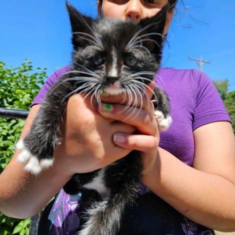 Cherokee, an adoptable Domestic Short Hair in Garden City, KS, 67846 | Photo Image 2