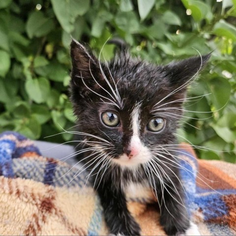 Apache, an adoptable Domestic Short Hair in Garden City, KS, 67846 | Photo Image 1