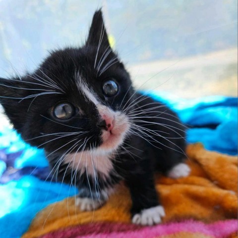 Apache, an adoptable Domestic Short Hair in Garden City, KS, 67846 | Photo Image 4