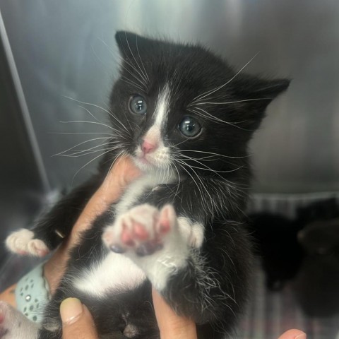 Apache, an adoptable Domestic Short Hair in Garden City, KS, 67846 | Photo Image 5