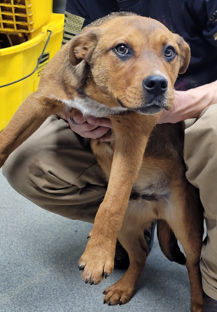 Dog for adoption - Thor, an Australian Cattle Dog / Blue Heeler ...