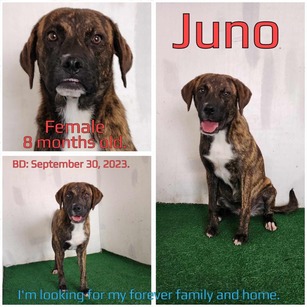 Juno