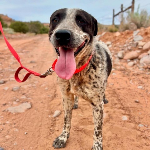 Champ, an adoptable Mixed Breed in Moab, UT, 84532 | Photo Image 1