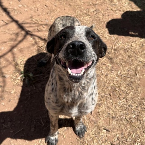 Champ, an adoptable Mixed Breed in Moab, UT, 84532 | Photo Image 2