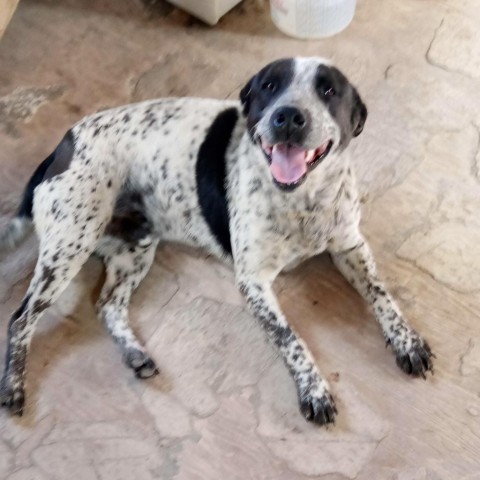 Champ, an adoptable Mixed Breed in Moab, UT, 84532 | Photo Image 3