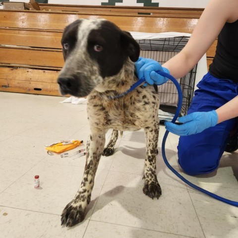 Champ, an adoptable Mixed Breed in Moab, UT, 84532 | Photo Image 4