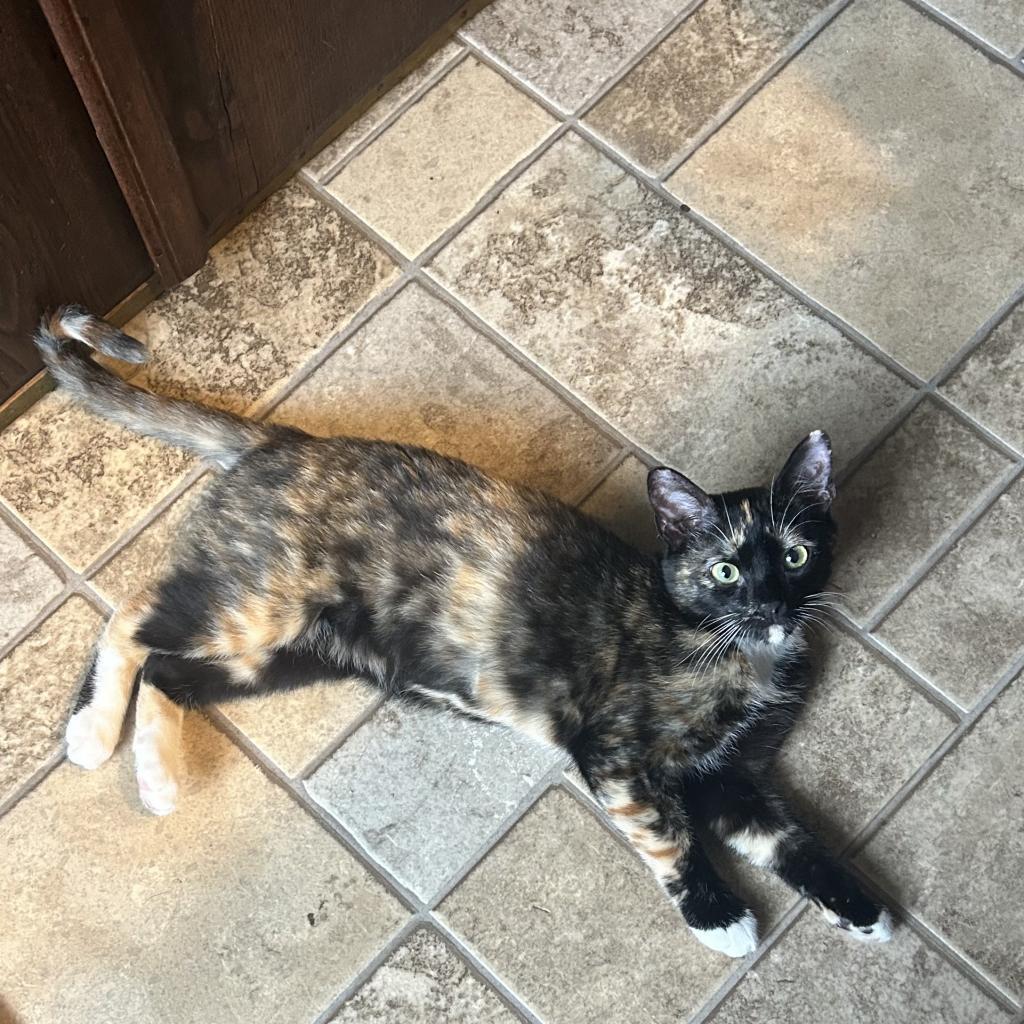 Cali
